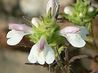 flores_albir_289_800x600_.jpg