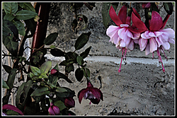 floripondios.jpg