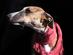 galgo2.jpg