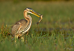 garza-imperial-pescando-a-800-por-600.jpg