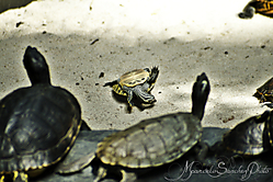 img_0001_155.jpg