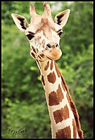 jirafa6.JPG