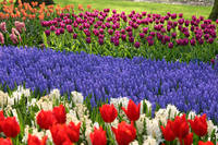 keukenhof.jpg