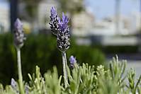 Lavanda lavanda1.jpg