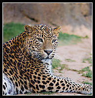 leopardo2100px.jpg