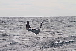 mobula_3.jpg