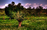 olivos3.jpg