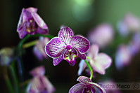 orquidea_phalaenopsis.jpg