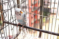 pajarito_canonis.jpg