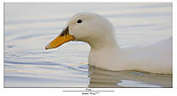 patito4.jpg
