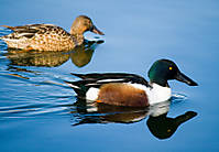 patos11.jpg