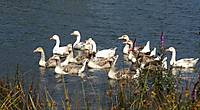 patos21.jpg
