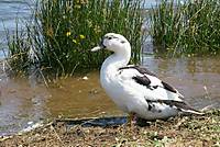 patos31.jpg