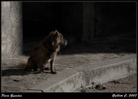 perro_guardia.jpg