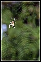 spider_1024x768_.JPG