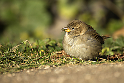 Pajaro subir_12.jpg
