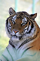 tigre4.jpg