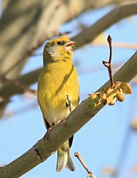 verderon_896x1157.jpg