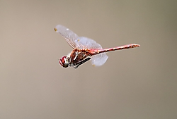 vuelo_sympetrum.jpg