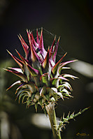 26042011-dehesaabajo-225.jpg