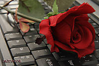 rosa9.jpg