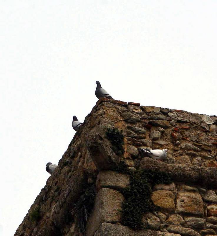 palomas,
