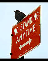 Rebel bird NR-Rebel-Bird.jpg