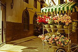Vivero.jpg