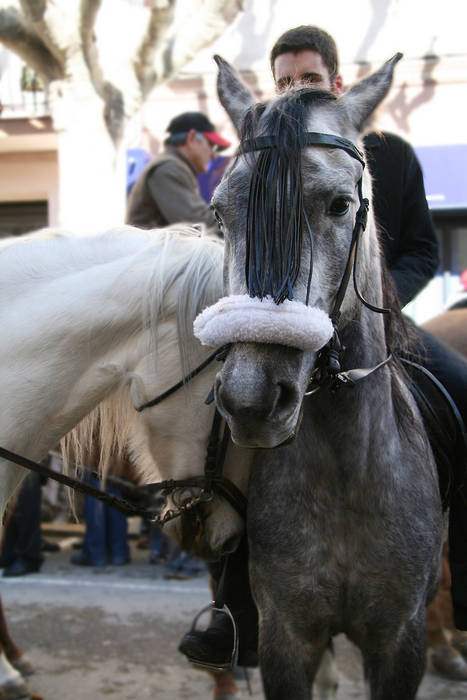 Caballos enamorados?