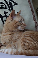 IMG_1318_800x600_.jpg