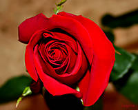 La_rosa_.jpg