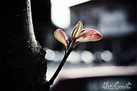 brote_arbol1.jpg