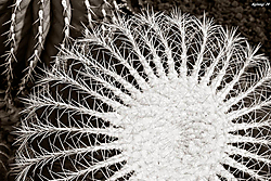 geometria_natura1.jpg
