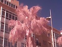 palmera_rosa2.jpg