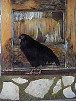 posado1.jpg