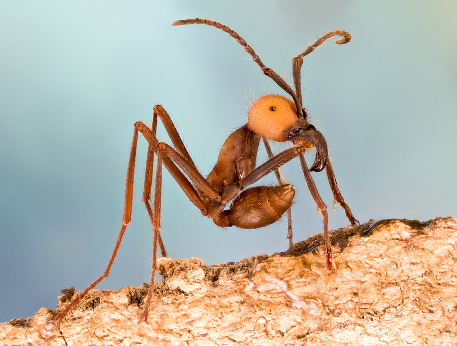 Eciton burchelli, la hormiga guerrera