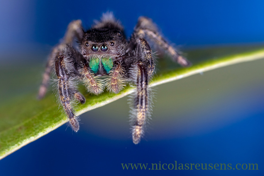 Phidippus Audax