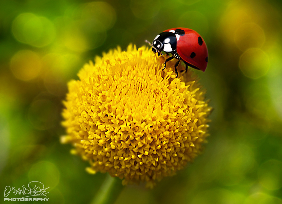 Ladybug