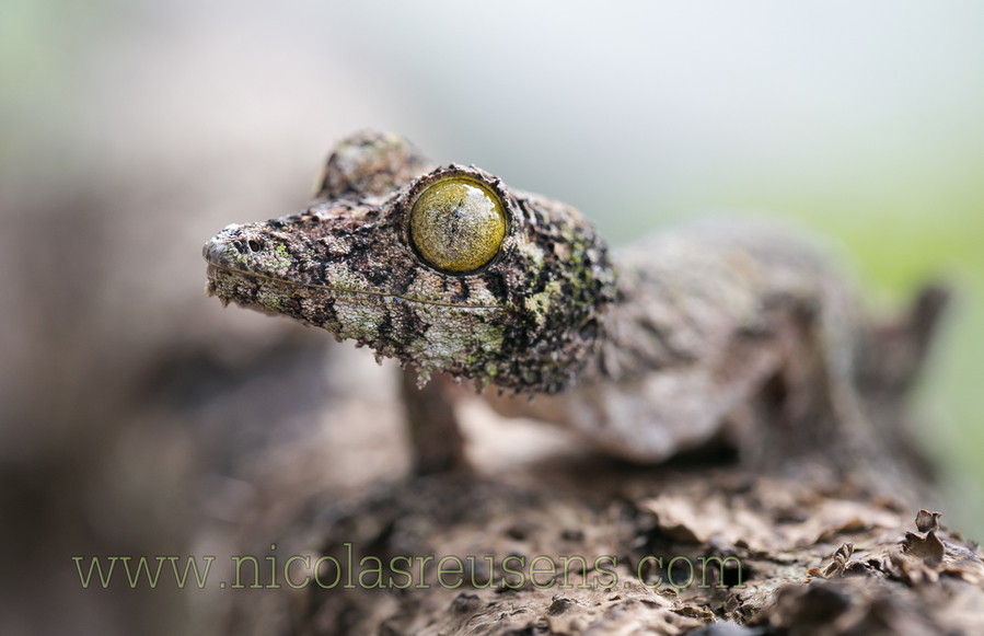 Uroplatus Sikorae (Madagascar)