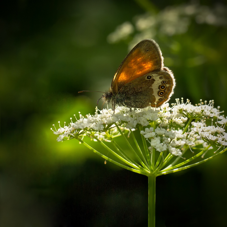 Mariposa en contraluz