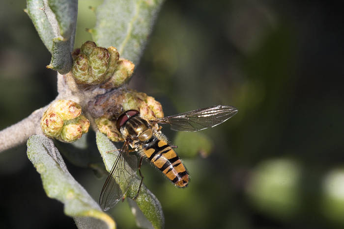 avispilla