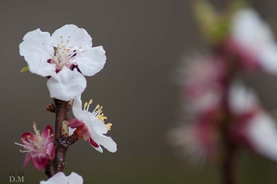 albaricoque en flor