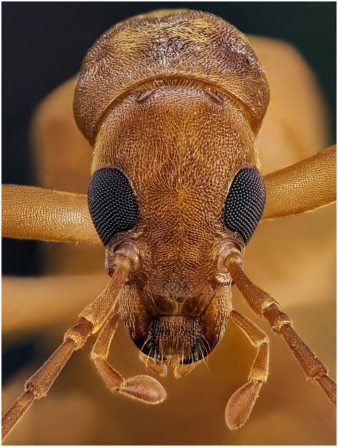 Alloxantha ochracea. F. Oedemeridae