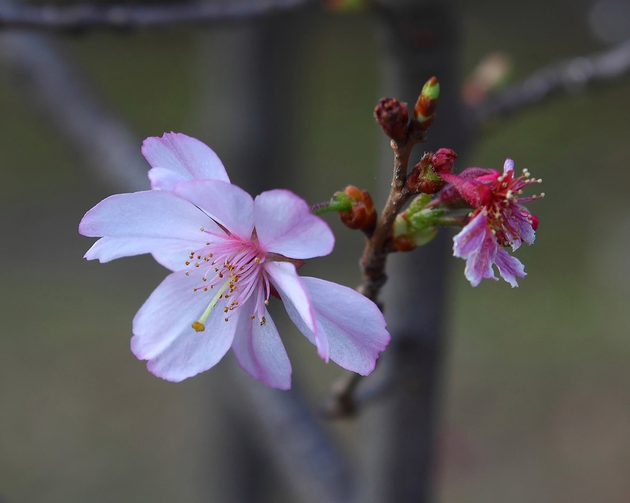 Flor de Almendro