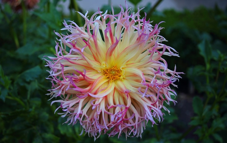 Dahlia