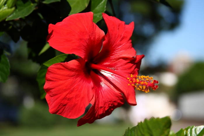 1er Intento de Macro