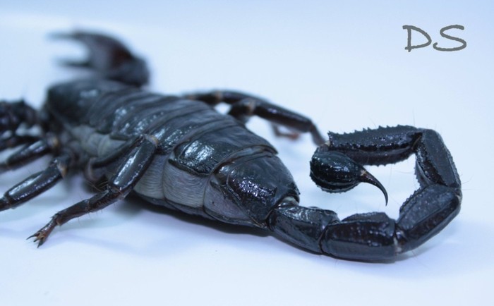 Escorpion emperador