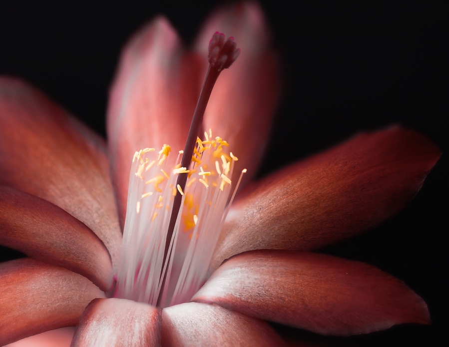 Flor de cactus