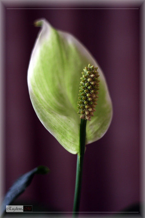Una flor....