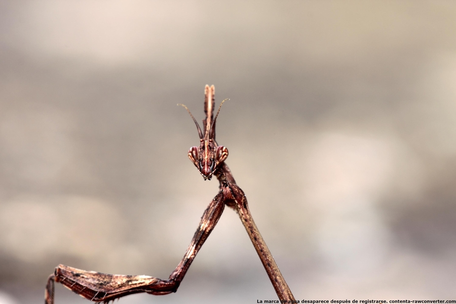 alguien puede decirme que insecto es